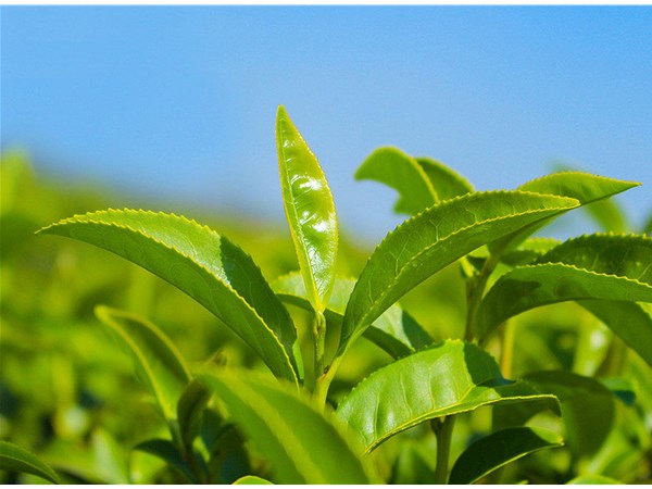 茶葉的采摘技術(shù)，較佳種植時(shí)間？